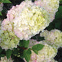 closer look at the pink and white hues of the strawberry sundae hydrangea