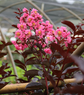 thunderstruck lavender blast crape myrtle tree Thunderstruck Lavender Blast Crape Myrtles for Sale