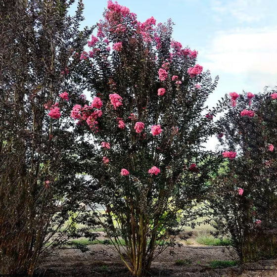 Twilight Magic CRape Myrtle Tree with pink flowers against a blue sky