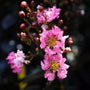 close up of twilight magic crape myrtle