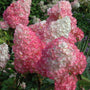 vanilla strawberry hydrangea with pink and white petals and dark green foliage