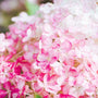 Blooming vanilla strawberry hydrangea with pink and white flowers