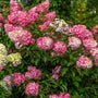 Pink and white blooms of Vanilla Strawberry Hydrangea in fall