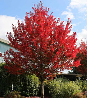 Flame Amur Maple