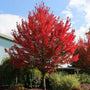 Flame Amur Maple used as a compact red fall color tree in a front yard landscape