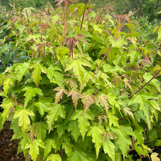 Small Flame Ginnala Maple with green summer foliage and rounded canopy