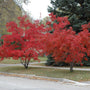 Acer ginnala Flame growing as a multi-stem ornamental tree with bright autumn color