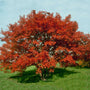 Flame Amur Maple small ornamental tree with brilliant red fall foliage in a sunny landscape