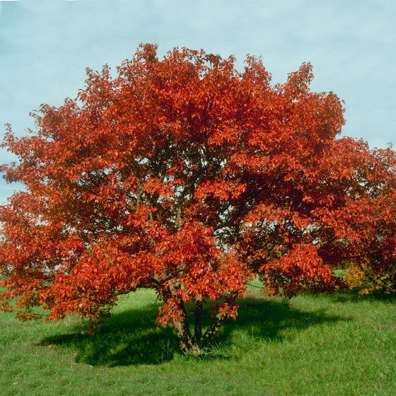 Flame Amur Maple small ornamental tree with brilliant red fall foliage in a sunny landscape