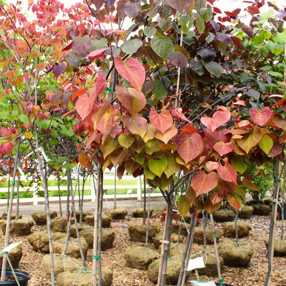 multiple flame thrower red bud trees in pots with a rainbow of burgundy, red, orange and green heart-shaped leaves