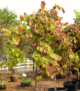Flame Thrower Redbud
