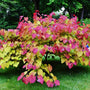 Vibrant foliage on the flame thrower redbud tree
