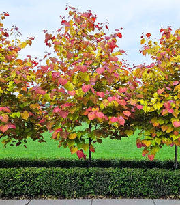 Flame Thrower® Redbud Tree