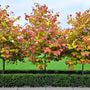 Three flame thrower red bud trees exploding with vibrant red and yellow foliage. Lined by a hedge of formal boxwoods