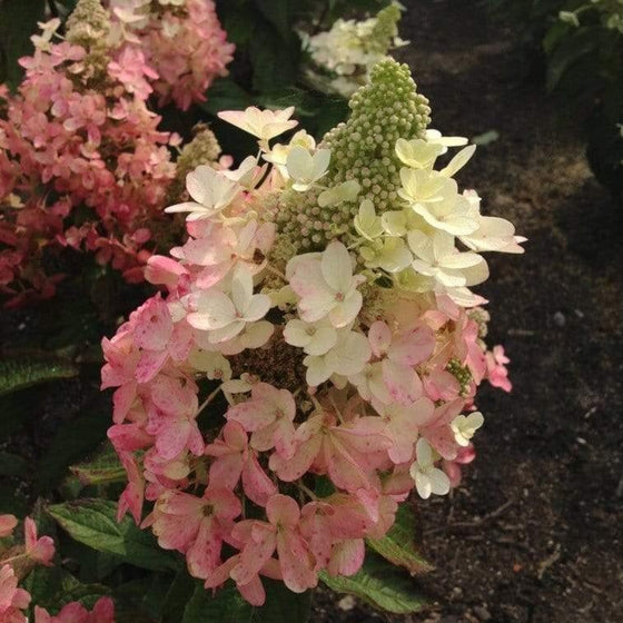 Lava Lamp Flare conical flower cluster in early stages ready to fully bloom