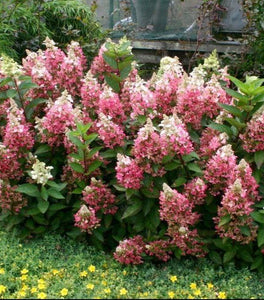 Flare Hydrangea