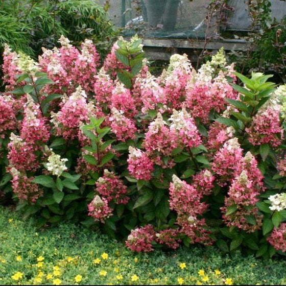 Lava Lamp Flare conical flower clusters of pink and white among green foliage