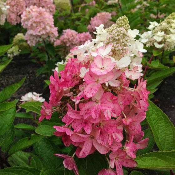 a closer look at the vibrant pink and white of the lava lamp flare hydrangea flower head