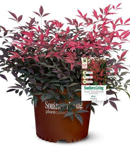 Flirt™ Nandina