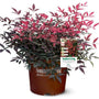 nandina flirt with bright pink and dark red foliage