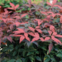close look at the reddish foliage of the Nandina Flirt Shrubs