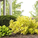 Yellow Anise Tree bright foliage standing out in an estate garden
