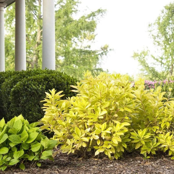 Yellow Anise Tree bright foliage standing out in an estate garden