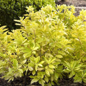 Florida Sunshine Illicium planted in garden with yellow green foliage