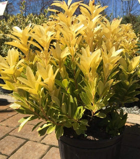 Florida Sunshine Illicium