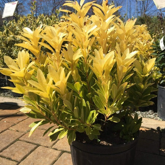 Illicium Florida Sunshine shrub for sale at Garden Goods Direct