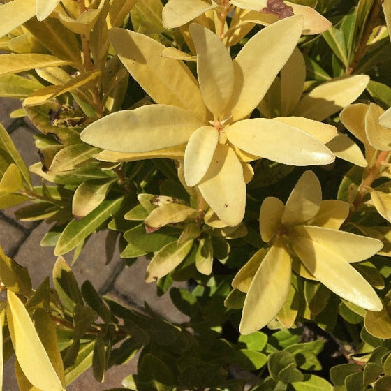 Florida Sunshine Illicium close up of bright yellow foliage