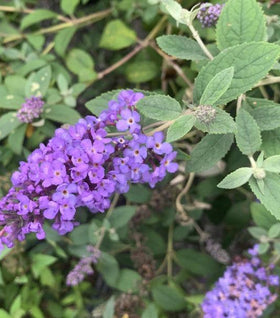 Flutterby Petite® Blue Heaven Butterfly Bush