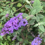 blue heaven butterfly bush has conical clusters of blueish purple blooms