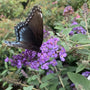 butterflies and other pollinators love the blue heaven butterfly bush
