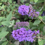 a close up of the pollinating purple blue flowers of the blue heaven butterfly bush