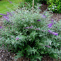 butterfly bush dwarf flowering shrub