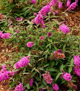 Flutterby Petite® Tutti Fruitti Butterfly Bush