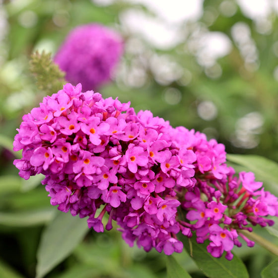 vibrant pink blooms on tutti fruitti butterfly bush