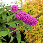 Tutti frutti buddleia with hot pink flowers and yellow stems