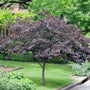 Forest Pansy Redbud is a great small tree with maroon leaves