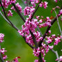 Cercis canadensis forest pansy has pink flowers in spring
