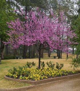 Forest Pansy Redbud