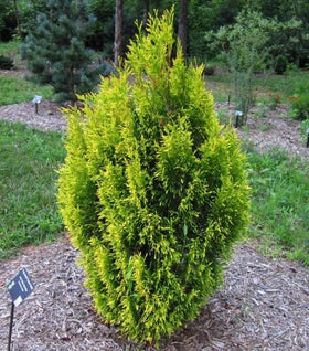 Forever Goldy™ Arborvitae