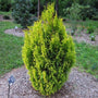 Mature Forever Goldy Arborvitae planted as a specimen plant in the landscape surrounded with light mulch.