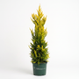 A tall, narrow conifer tree with dense yellow-green foliage in a dark green nursery pot, photographed against a clean white studio background. The pot is branded with 'GARDEN GOODS'.