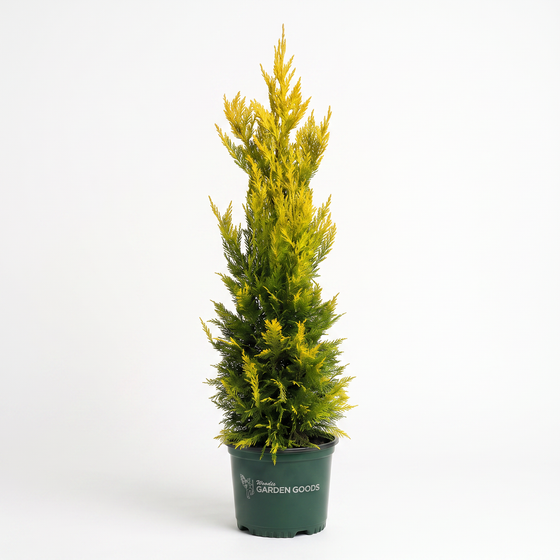 A tall, narrow conifer tree with dense yellow-green foliage in a dark green nursery pot, photographed against a clean white studio background. The pot is branded with 'GARDEN GOODS'.