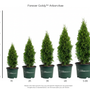 Five potted evergreen shrubs labeled 1ft, 2ft, 3ft, 4ft, and 5-6ft, arranged by height on a white background with a vertical feet scale and the text 'Forever Goldy Arborvitae' at the top.
