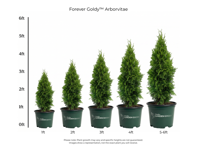 Five potted evergreen shrubs labeled 1ft, 2ft, 3ft, 4ft, and 5-6ft, arranged by height on a white background with a vertical feet scale and the text 'Forever Goldy Arborvitae' at the top.