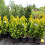 Thriving lot of luscious forever goldy arborvitae trees in nursery pots