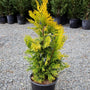 Photo of a young Forever Goldy Arborvitae tree in a nursery pot.